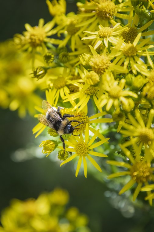 Photo of bee landed on yellow common ragwort flower