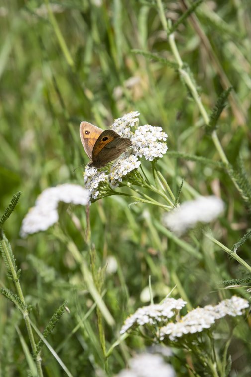 Photo of Meadow Brown Butterfly on cow white parsley