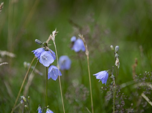 Close up shot of the blue harebell flowers in the meadow